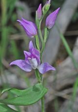 03 Rotes Waldvoegelein